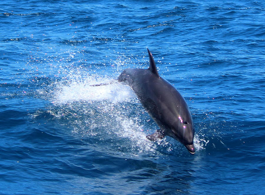 Flight of the Dolphin Photograph by Matthew Moore - Fine Art America