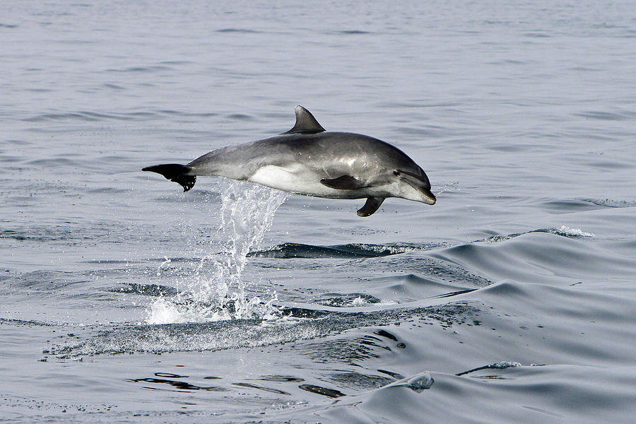 Flight of the Dolphin Photograph by Shoal Hollingsworth