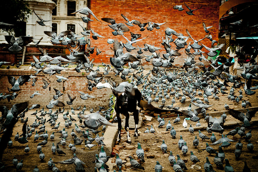 flight of the doves Near Pashupatinath Temple Photograph by Raimond Klavins