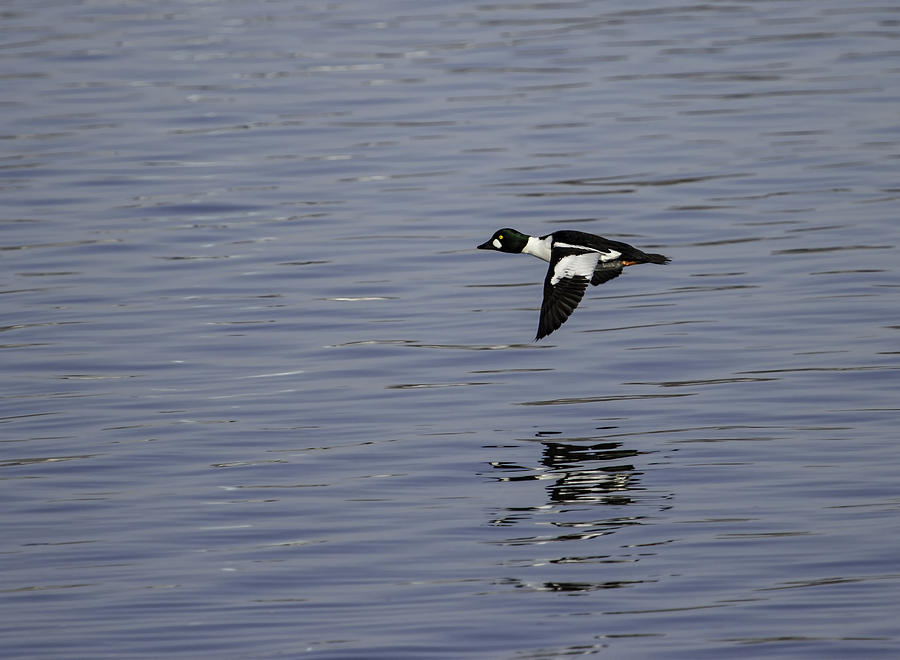 Flight Of The Drake Goldeneye Photograph by Thomas Young