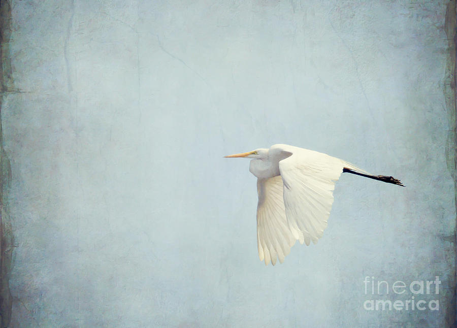 Flight of the Egret 2  Photograph by Kerri Farley