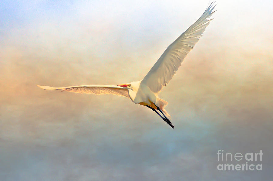 Flight of the Egret Photograph by Kerri Farley