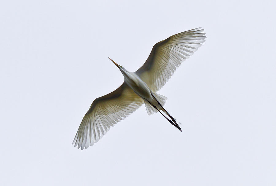 Flight of the Egret Photograph by Michael Petrick