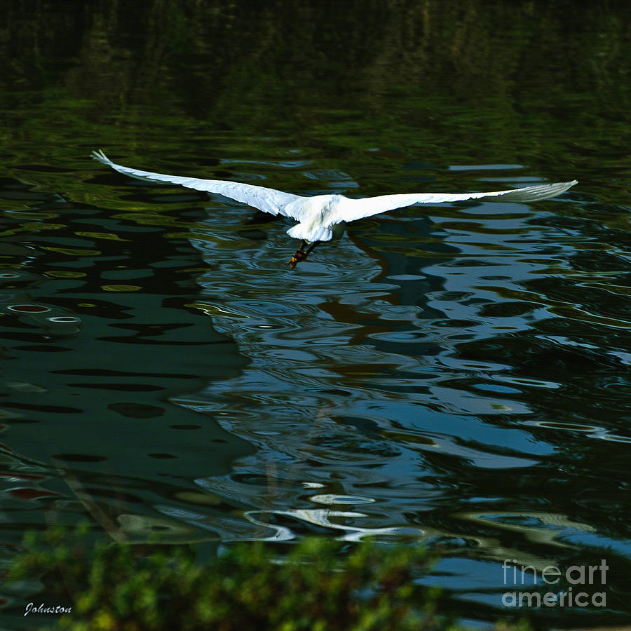 Egret Painting - Flight of the Egret by Bob and Nadine Johnston