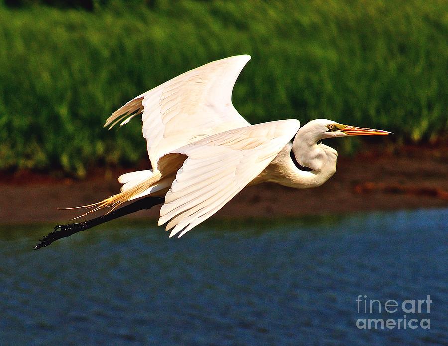 Flight of the Egret Photograph by Nick Zelinsky Jr