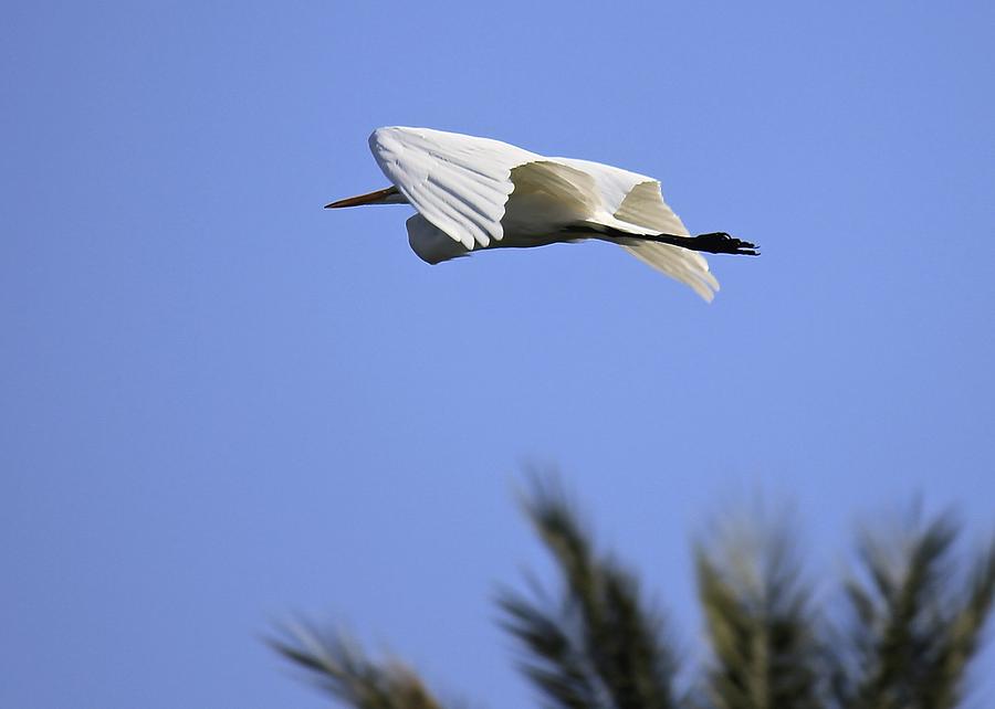 Flight of the Egret Photograph by Penny Meyers