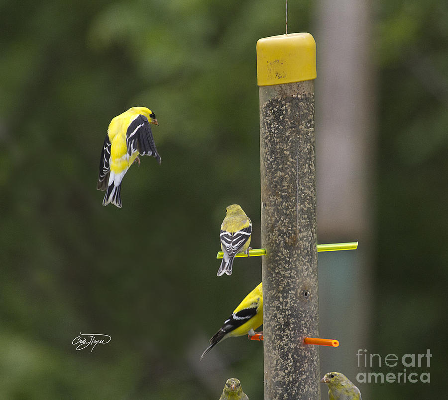 Nature Photograph - Flight of the Finch by Cris Hayes