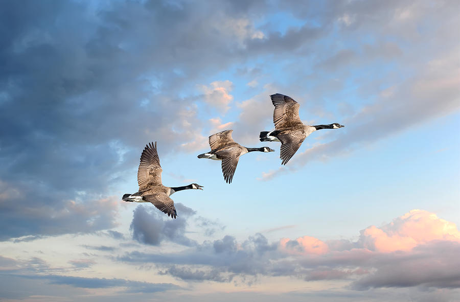 Flight of the Geese Photograph by Patrick Wolf