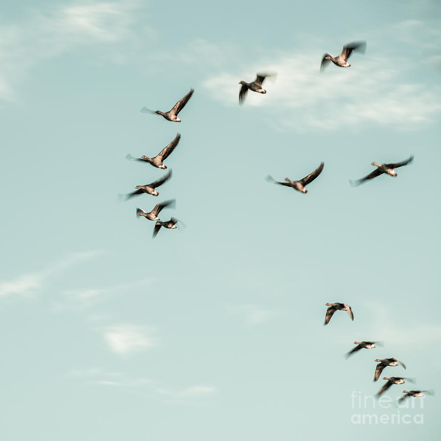 Flight Of The Goose Photograph by Hannes Cmarits