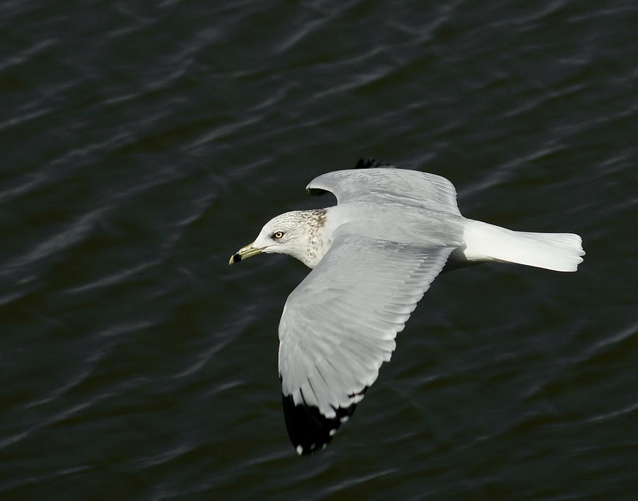Flight of the Gull Photograph by Ernest Echols