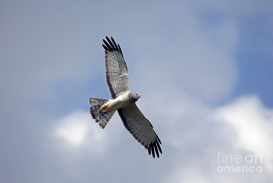 Hawk Photograph - Flight of the Harrier by Michael Dawson