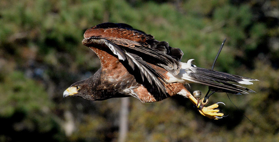 Hawk Photograph - Flight of the Hawk by Erin Morie