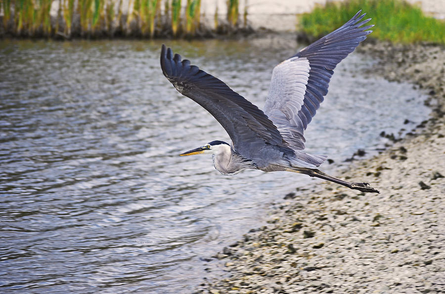 Flight of the Heron Photograph by DigiArt Diaries by Vicky B Fuller