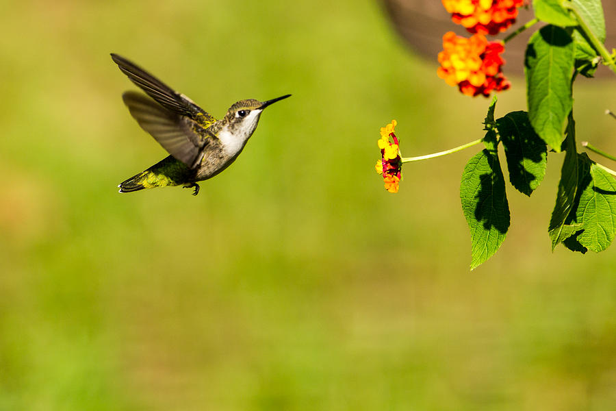 Hummingbird Photograph - Flight of the Hummingbird by Dave Hahn