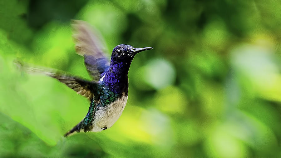 Flight of the Hummingbird Photograph by Rob Tullis