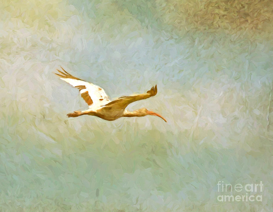 Flight of the Ibis Photograph by Kerri Farley