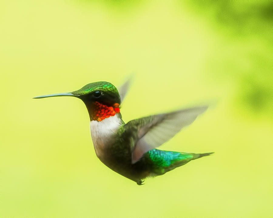 Flight Of The Male Hummingbird Photograph