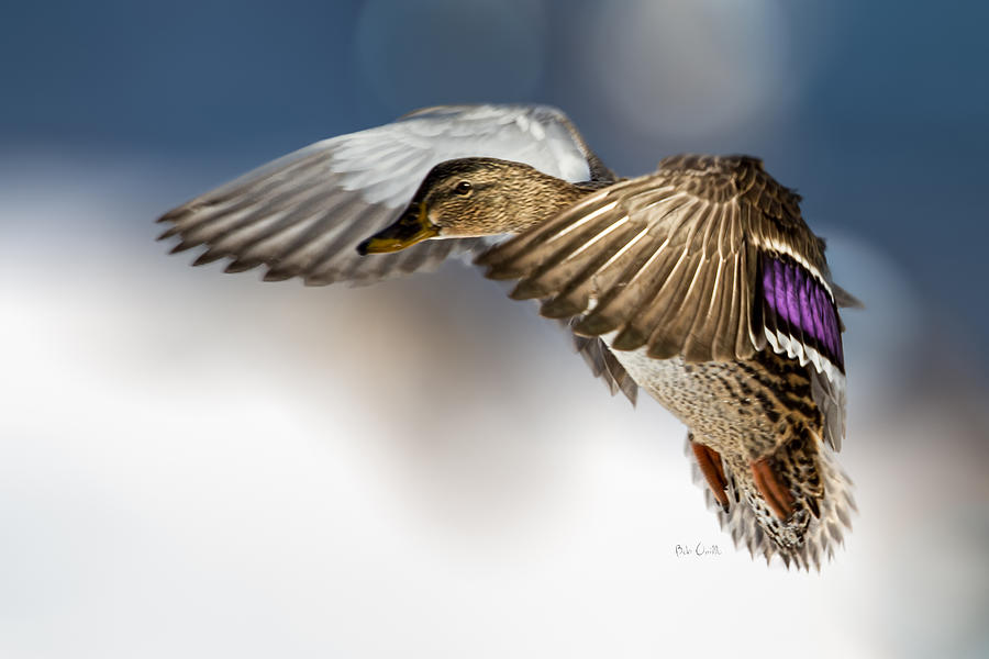 Flight of the Mallard Photograph by Bob Orsillo