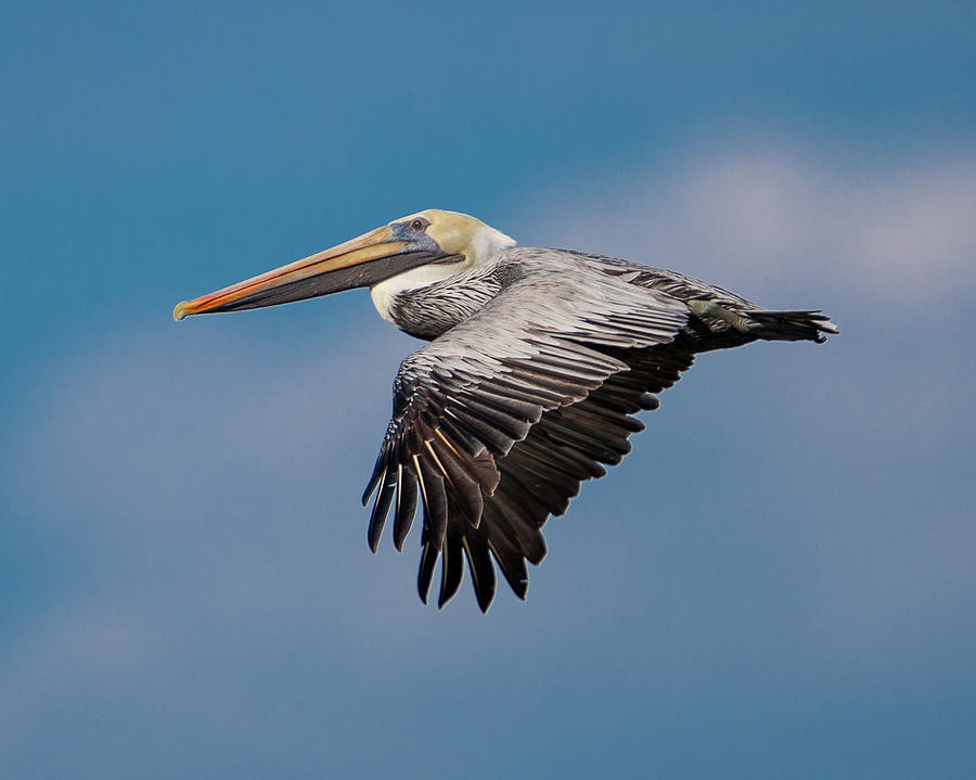 Flight of the Pelican Photograph by Dan Baradon - Fine Art America