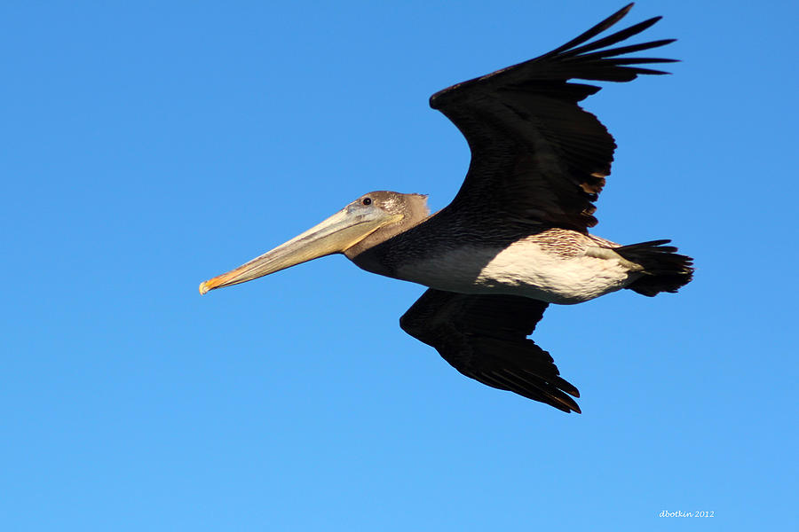 Flight of the Pelican Photograph by Dick Botkin