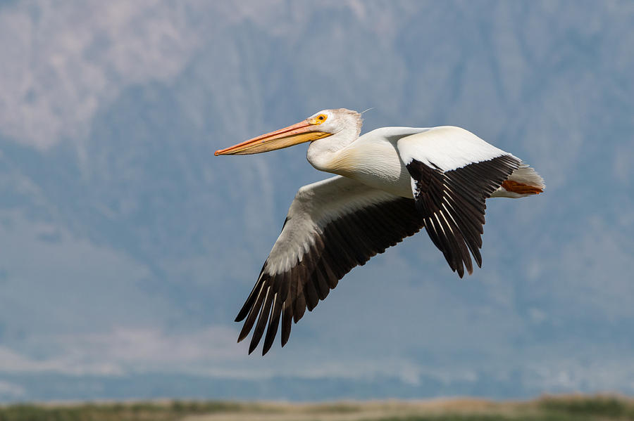 Pelican Photograph - Flight of the Pelican by John Ferrante