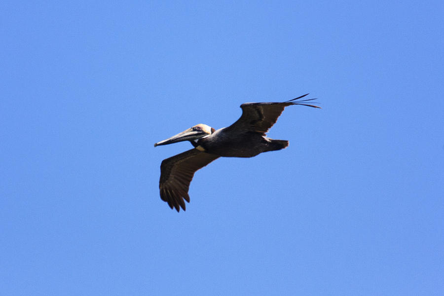 Flight Of The Pelican Photograph