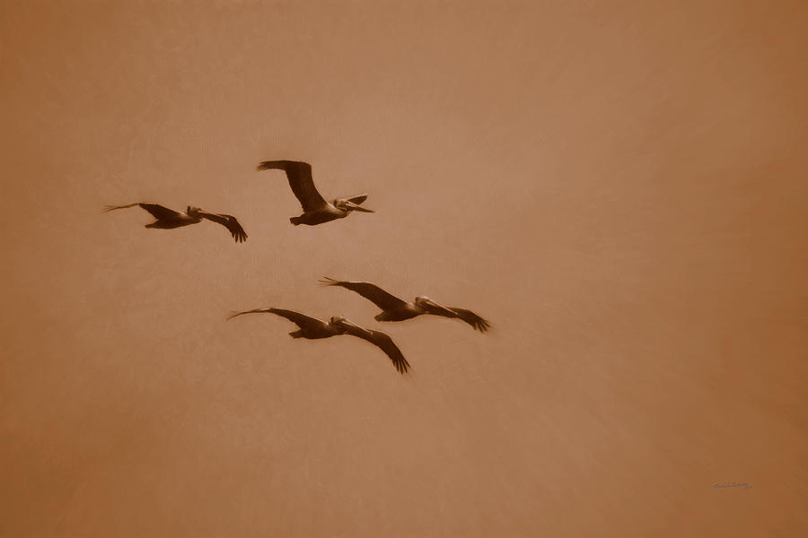 Flight of the Pelicans Digital Art by Ernest Echols