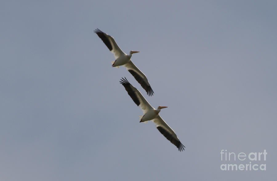 Flight of the Pelicans  Photograph by Jacklyn Duryea Fraizer