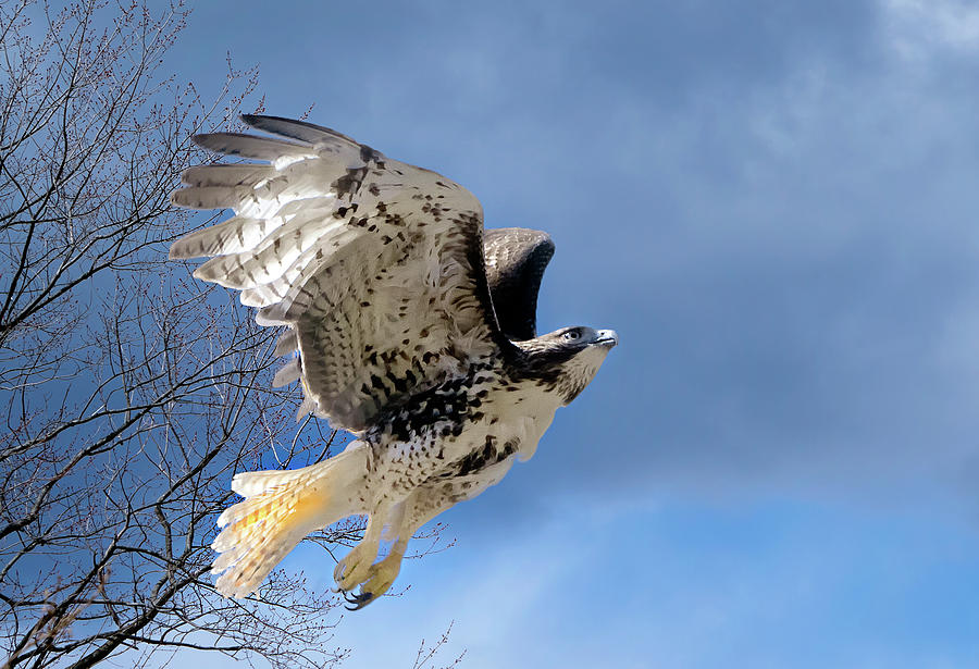 Hawk Photograph - Flight of the Red tail by Bill Wakeley