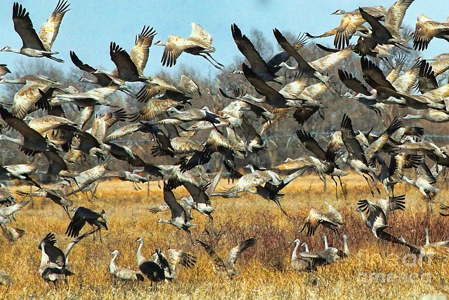 Flight of the Sandhill Cranes Photograph by Elizabeth Winter