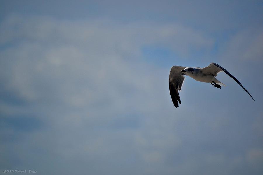 Flight of the Seagull Photograph by Tara Potts