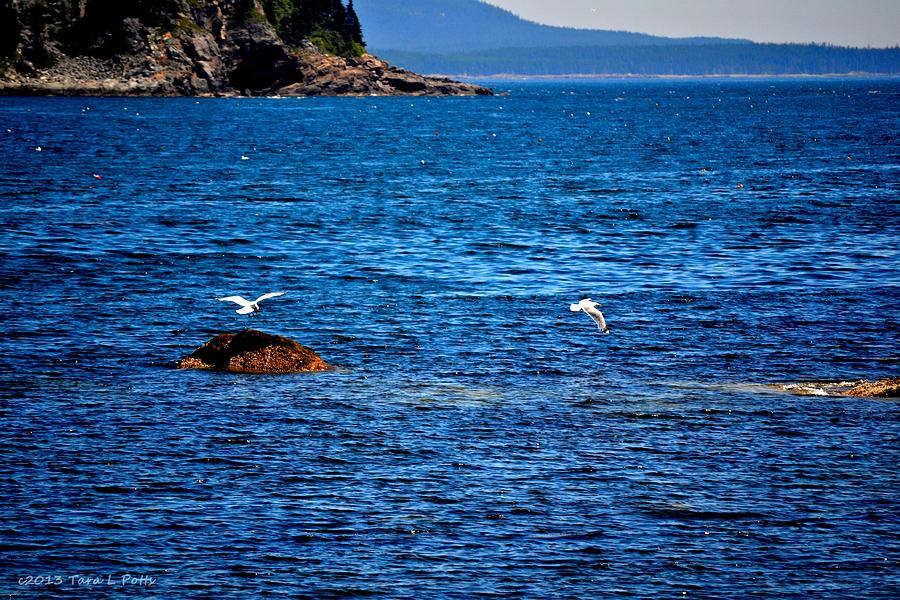Flight of the seagulls Photograph by Tara Potts