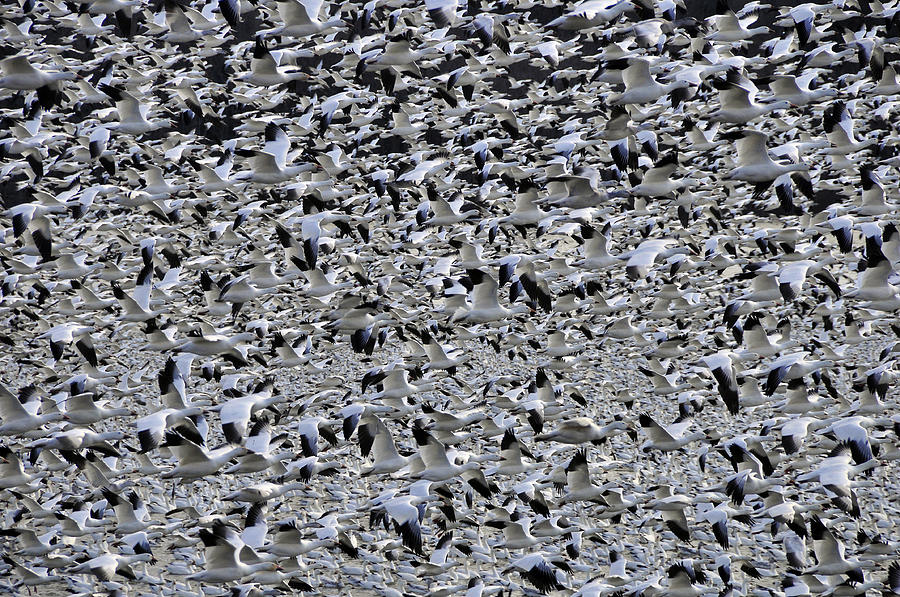 Flight Of The Snow Geese 2 Photograph by Dan Myers