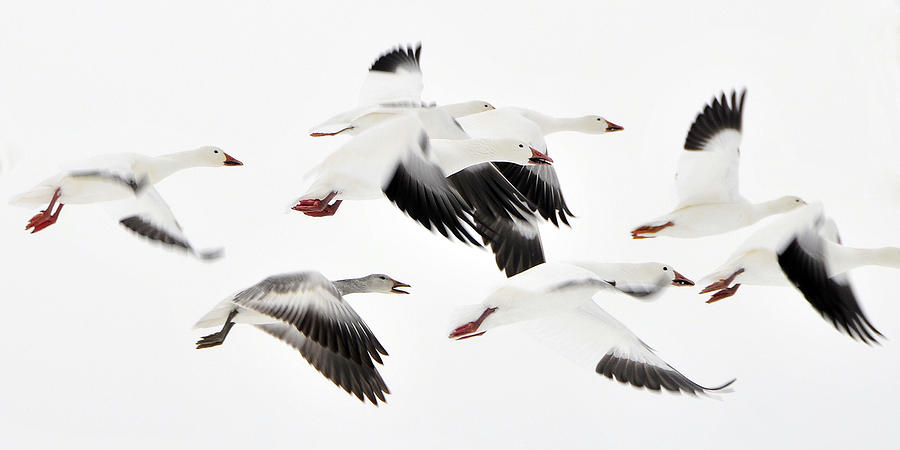 Flight Of The Snow Geese Photograph by Dan Myers