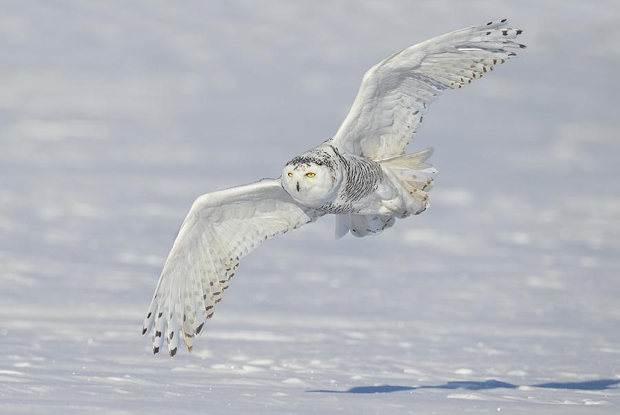 Flight of the Snowy Photograph by Daniel Behm
