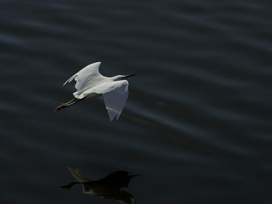 Flight of the Snowy Egret Photograph by Ernest Echols
