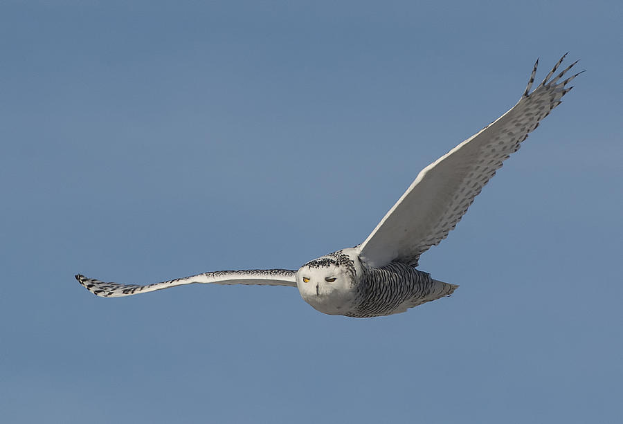Flight of the Snowy Owl Photograph by Wade Aiken