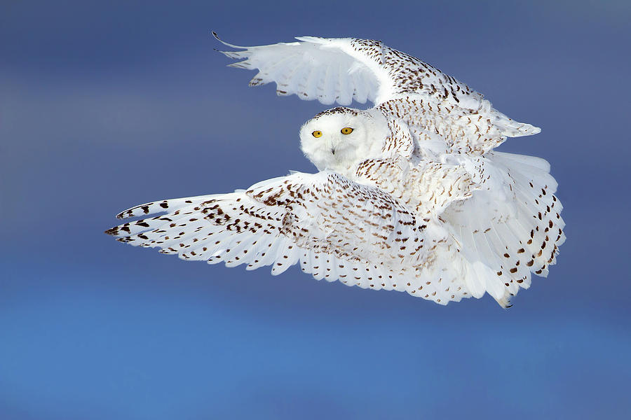 Flight Of The Snowy - Snowy Owl Photograph by Jim Cumming