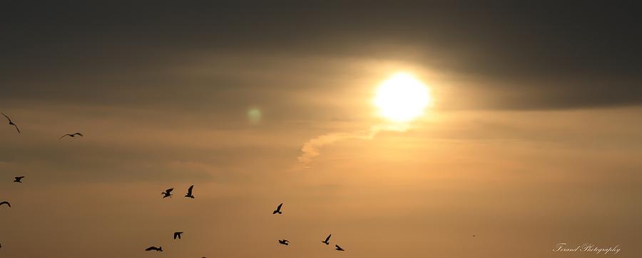 Flight of The Sunset Photograph by Debra Forand