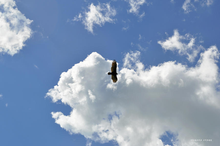 Flight of the Turkey Vulture Photograph by Verana Stark