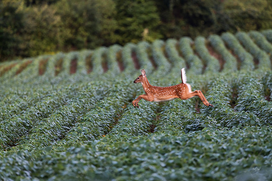 Flight Of The White-tailed Deer Photograph
