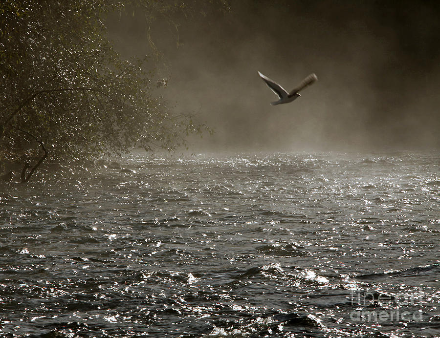Flight over the river Photograph by Inge Riis McDonald