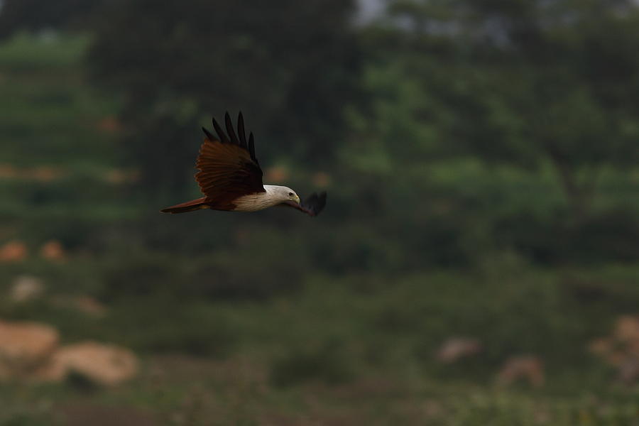 Flight Path - Birds Eye View Photograph by Ramabhadran Thirupattur