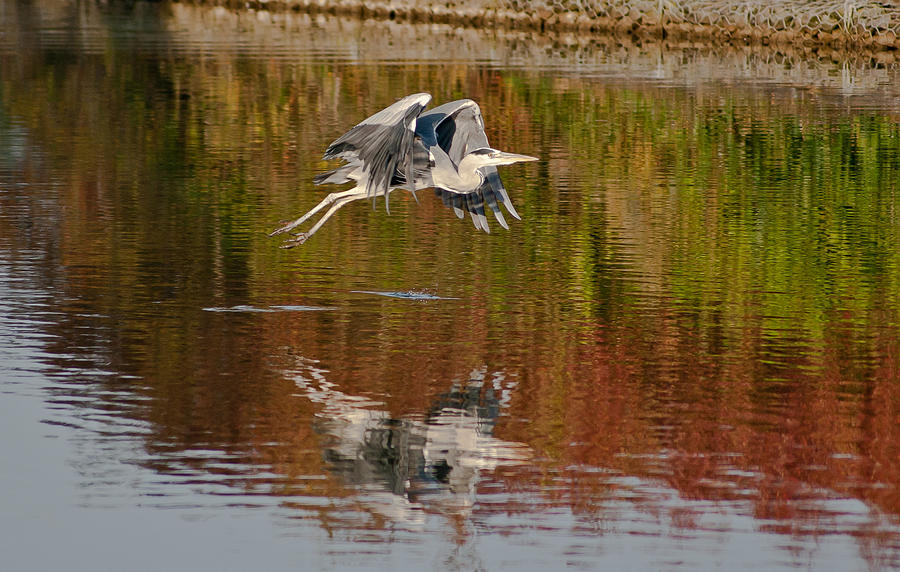 Flight reflections Photograph by Scott Carruthers