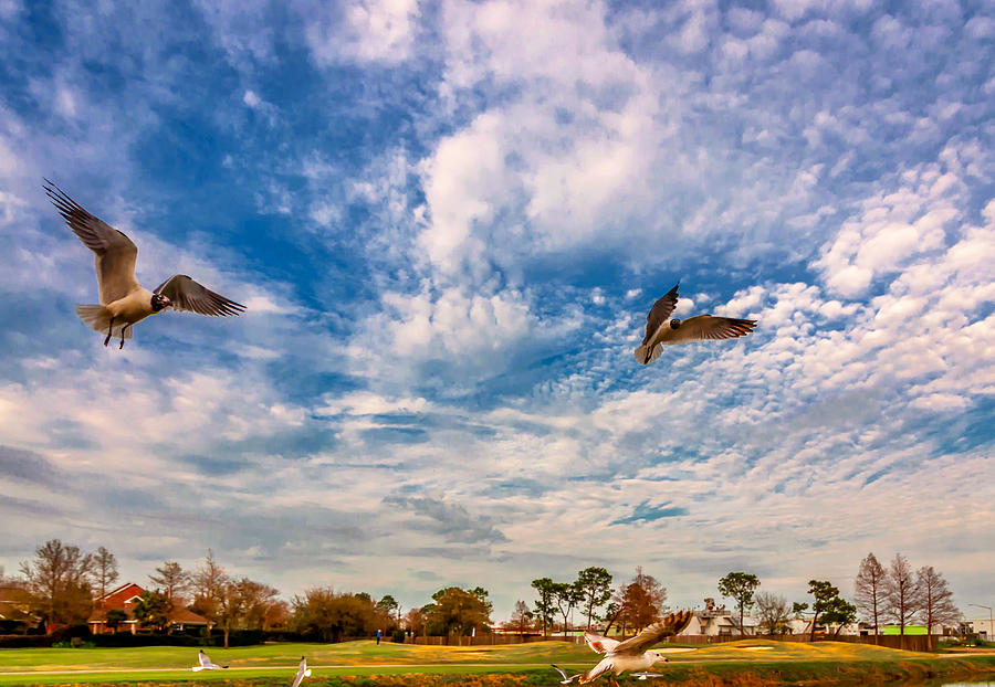 Seagull Photograph - Flight School by Steve Harrington