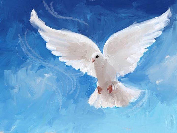 Dove Painting - Flight by Sheena McCorquodale