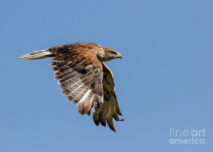Wildlife Photograph - Flight Time Ferruginous Hawk by Carl Jackson