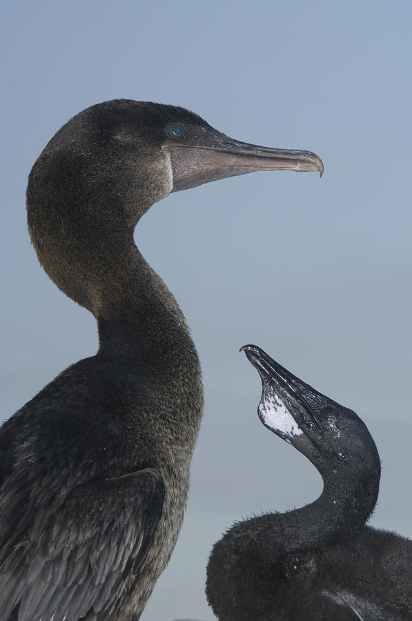 Flightless Cormorant And Chick Galapagos Photograph by Pete Oxford