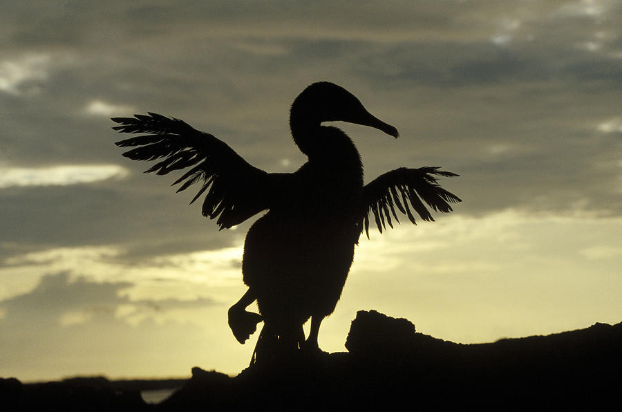 Animal Photograph - Flightless Cormorant Drying Its Wings by Konrad Wothe