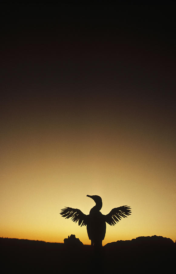 Flightless Cormorant Drying Wings Photograph by Tui De Roy